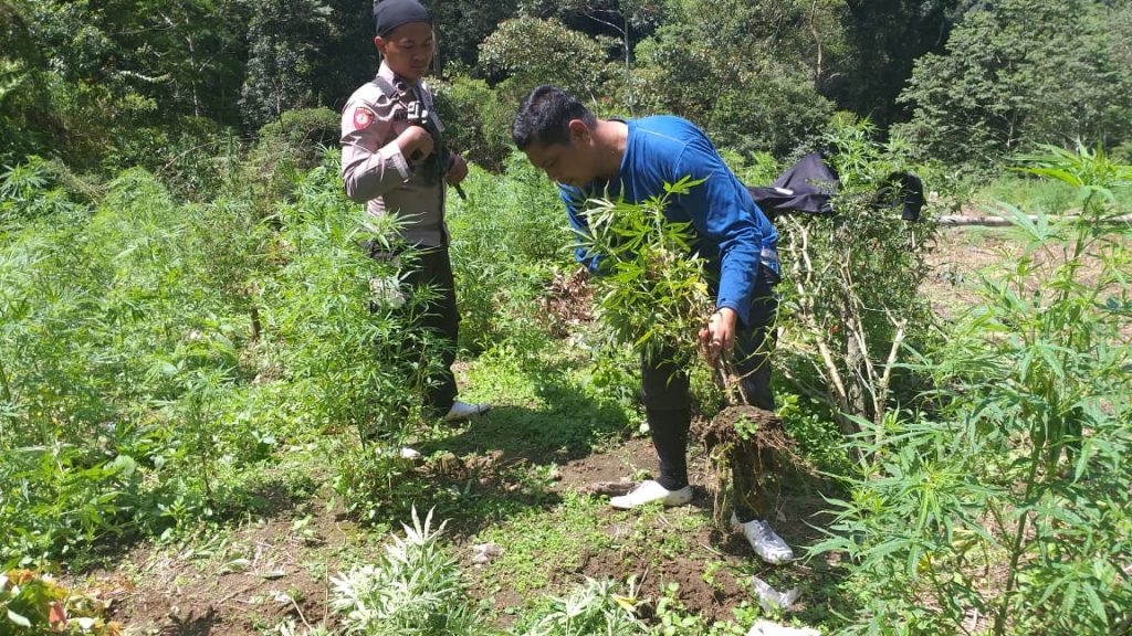 Lima Hektar Ladang Berisi Ratusan Ribu Batang Ganja Dimusnahkan di Mandailing Natal