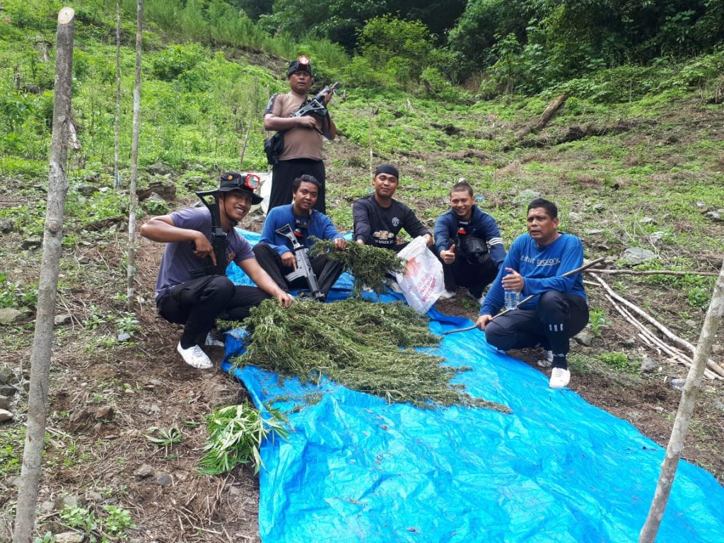 Lima Hektar Ladang Berisi Ratusan Ribu Batang Ganja Dimusnahkan di Mandailing Natal