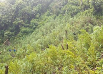 Lima Hektar Ladang Berisi Ratusan Ribu Batang Ganja Dimusnahkan di Mandailing Natal