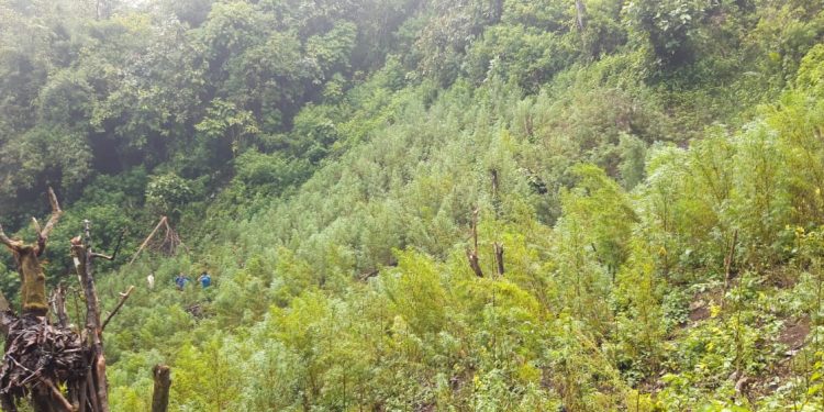 Lima Hektar Ladang Berisi Ratusan Ribu Batang Ganja Dimusnahkan di Mandailing Natal