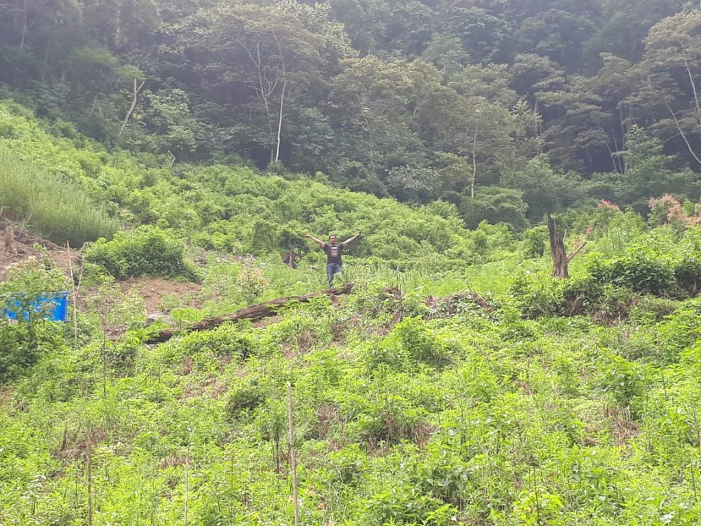 Lima Hektar Ladang Berisi Ratusan Ribu Batang Ganja Dimusnahkan di Mandailing Natal