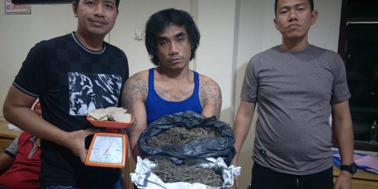 Pengedar Ganja di Jalan Seksama Diciduk Pengedar Ganja di Jalan Seksama Diciduk