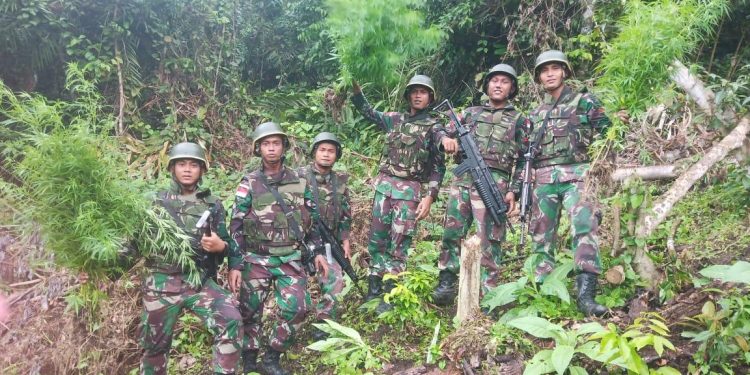 Prajurit Satgas Pamtas Yonif 126/Kala Cakti Temukan Ladang Ganja di Perbatasan Indonesia-Papua Nugini