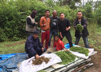 Ganja Hasil Panen Belum Kering, Pardamean Siringoringo Keburu Diciduk Polres Samosir