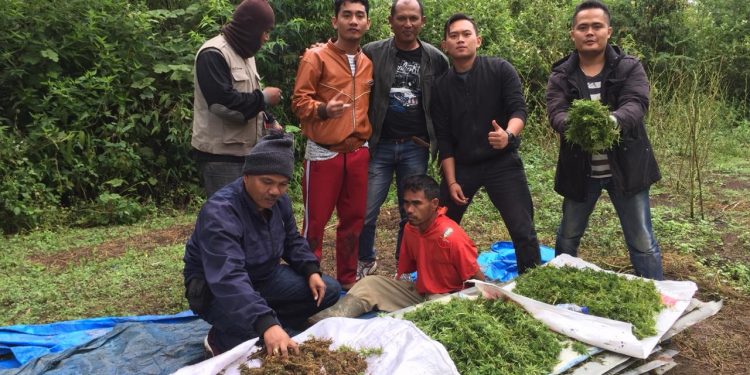 Ganja Hasil Panen Belum Kering, Pardamean Siringoringo Keburu Diciduk Polres Samosir Ganja Hasil Panen Belum Kering, Pardamean Siringoringo Keburu Diciduk Polres Samosir