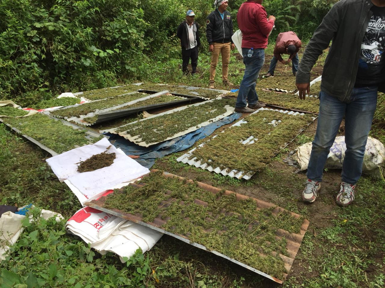 Ganja Hasil Panen Belum Kering, Pardamean Siringoringo Keburu Diciduk Polres Samosir Ganja Hasil Panen Belum Kering, Pardamean Siringoringo Keburu Diciduk Polres Samosir
