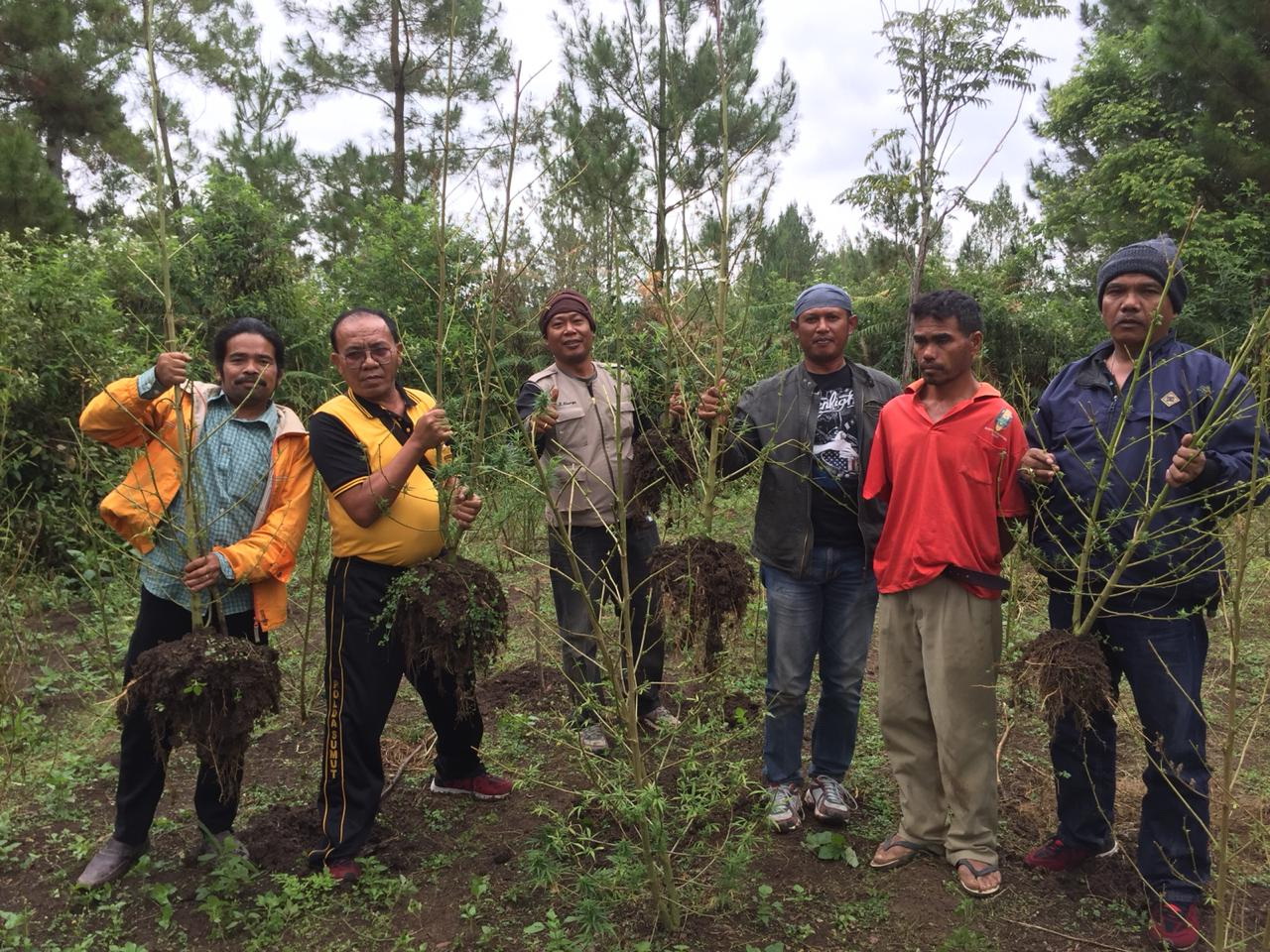 Ganja Hasil Panen Belum Kering, Pardamean Siringoringo Keburu Diciduk Polres Samosir Ganja Hasil Panen Belum Kering, Pardamean Siringoringo Keburu Diciduk Polres Samosir
