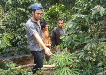Tanam Ganja di Ladang Kopi, Feri Simbolon Diciduk di Sidikalang