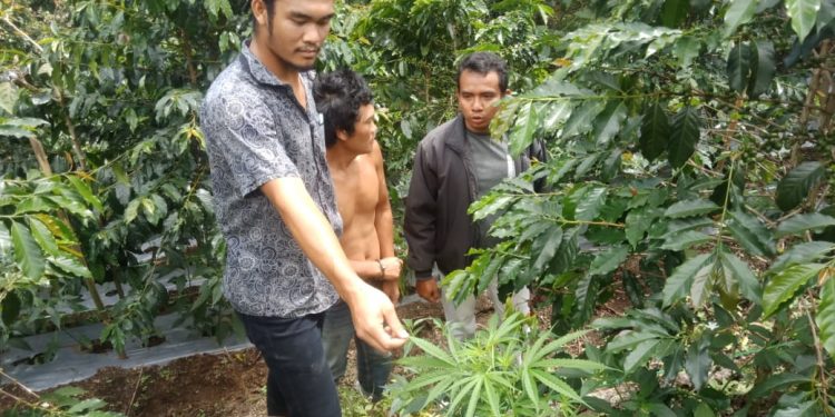 Tanam Ganja di Ladang Kopi, Feri Simbolon Diciduk di Sidikalang