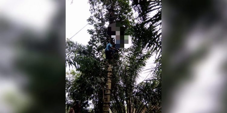 Dua Bulan Nganggur, Supir Truk Ditemukan Tergantung di Pohon Melinjo