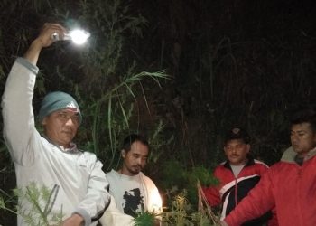 Usai Tangkap Pemakai, Polsek Dolok Silau Ungkap Perladangan Ganja