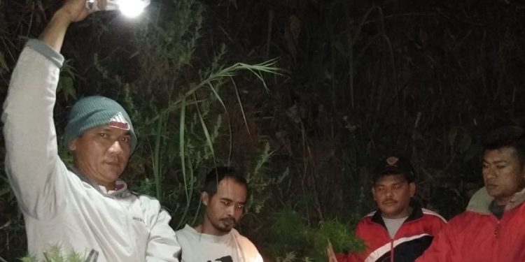 Usai Tangkap Pemakai, Polsek Dolok Silau Ungkap Perladangan Ganja Usai Tangkap Pemakai, Polsek Dolok Silau Ungkap Perladangan Ganja
