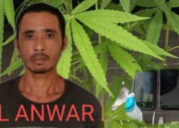 Hairul Anwar Lubis Ditangkap Tanam Ganja dan Simpan Alat Isap Sabu di Sei Mangkei