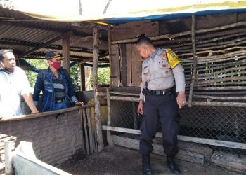 Mahluk Misterius Hebohkan Siborongborong, Ratusan Hewan Ternak Dibunuh