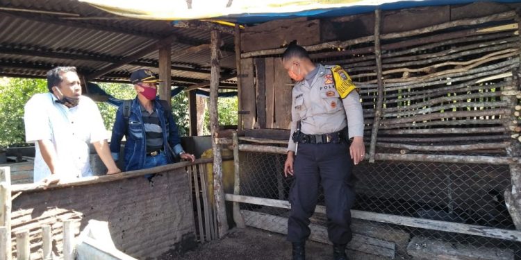 Mahluk Misterius Hebohkan Siborongborong, Ratusan Hewan Ternak Dibunuh