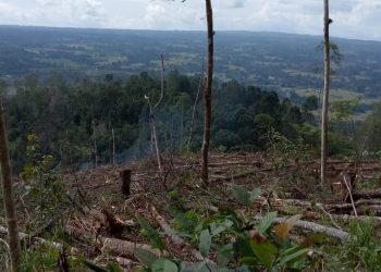 Delon Simanungkalit Meradang, BPPHLHKS Tinjau Pengrusakan Hutan di Taput