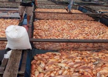 Ratusan Ribu Ekor Ikan Mati di Samosir-Danau Toba. Ini Penyebabnya..