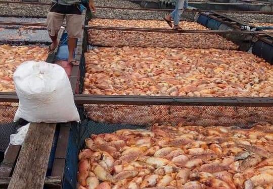 Ratusan Ribu Ekor Ikan Mati di Samosir-Danau Toba. Ini Penyebabnya..