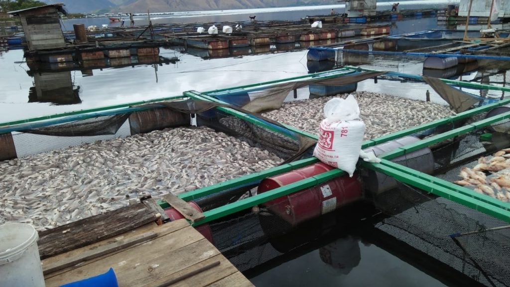 Ratusan Ribu Ekor Ikan Mati di Samosir-Danau Toba