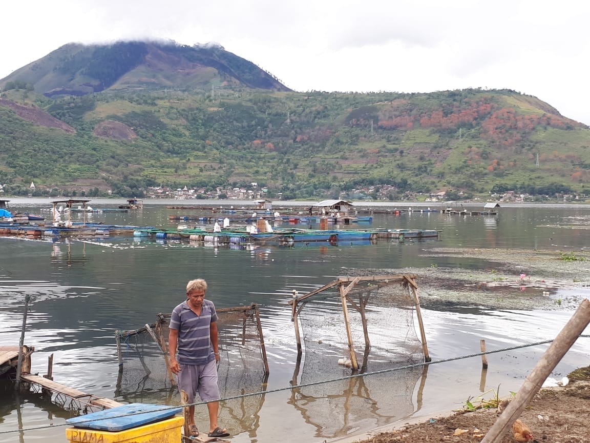 Ratusan Ribu Ekor Ikan Mati di Samosir-Danau Toba