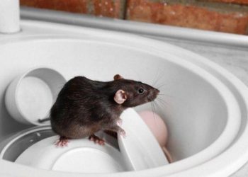 Putus Asa, Hidup Makin Berat di Masa Pandemi, Warga Miskin Disini Makan Tikus dan Ular