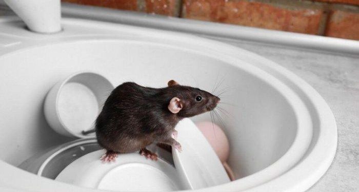 Putus Asa, Hidup Makin Berat di Masa Pandemi, Warga Miskin Disini Makan Tikus dan Ular Putus Asa, Hidup Makin Berat di Masa Pandemi, Warga Miskin Disini Makan Tikus dan Ular