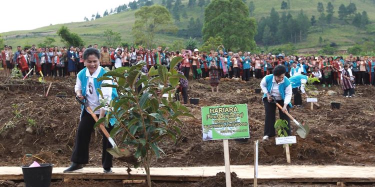 Dukung Geopark Toba Masuk UNESCO, Iriana Jokowi Tanam Pohon Hariara di Pebukitan Pulau Samosir Danau Toba