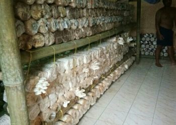 Berawal dari Keisengan, Pemuda ini Nikmati Lezatnya Bisnis Jamur Tiram