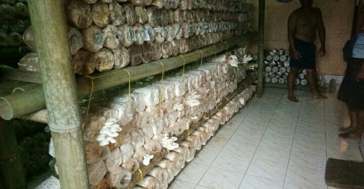 Berawal dari Keisengan, Pemuda ini Nikmati Lezatnya Bisnis Jamur Tiram