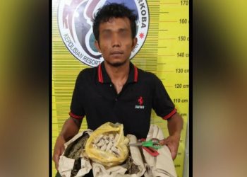 Juanda Siregar Diciduk Bawa 55 Paket Ganja Siap Edar di Padangsidimpuan