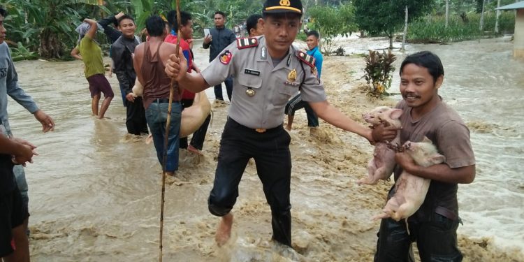 Iptu HM Sibarani, Kapolsek Bawolato Turun Langsung Bantu Korban Banjir di Nias Iptu HM Sibarani, Kapolsek Bawolato Turun Langsung Bantu Korban Banjir di Nias