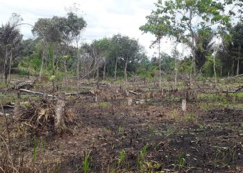 Harga Karet Anjlok, Petani di Garoga Beralih Menanam Jagung