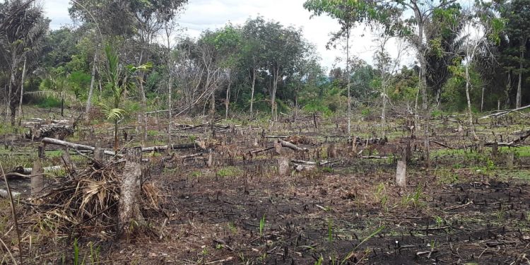 Harga Karet Anjlok, Petani di Garoga Beralih Menanam Jagung
