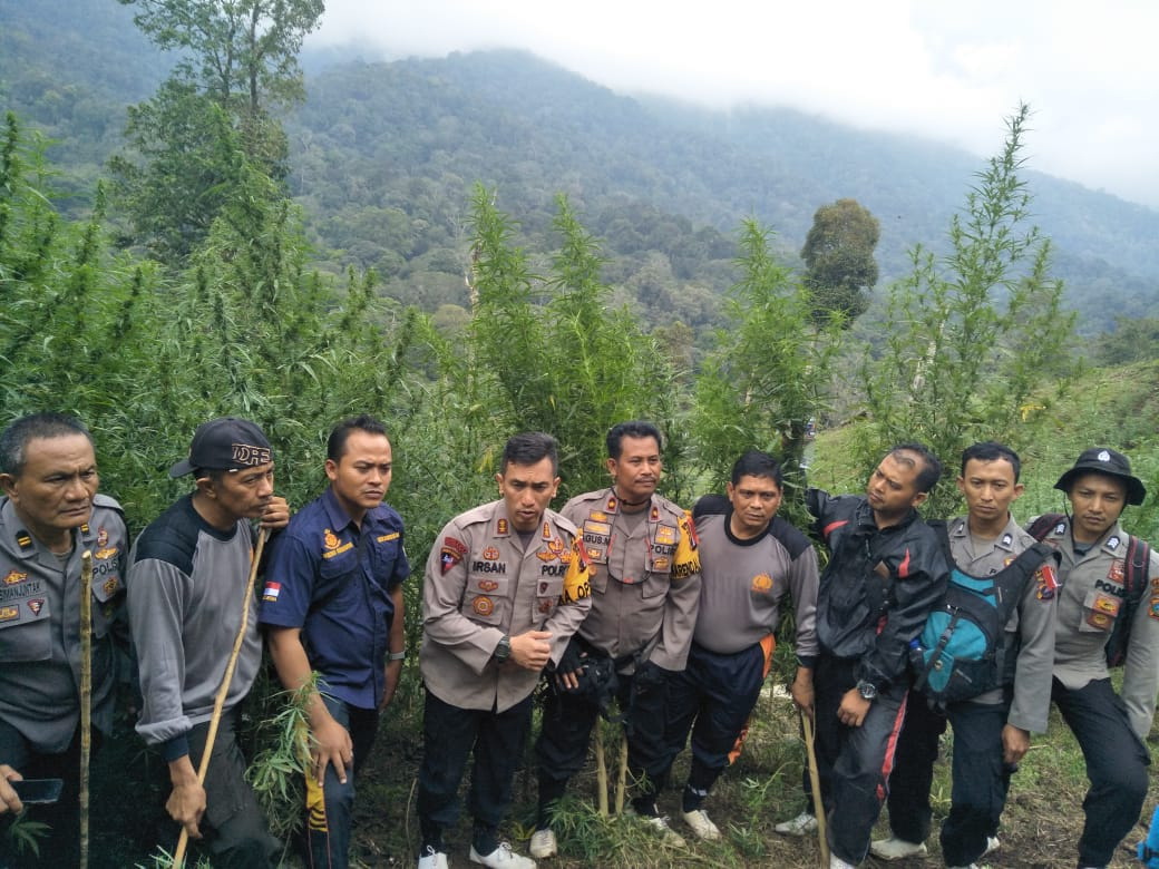 Puluhan Ribu Batang Ganja Siap Panen di Tujuh Hektar Lahan Dimusnahkan