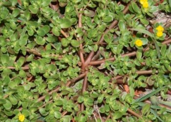 Dikira Rumput Liar, Ternyata Krokot Penuh Nutrisi