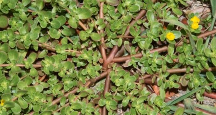 Dikira Rumput Liar, Ternyata Krokot Penuh Nutrisi Dikira Rumput Liar, Ternyata Krokot Penuh Nutrisi