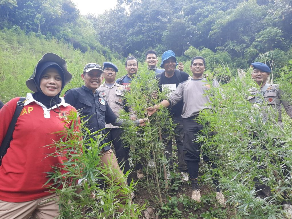 Mabes Polri Musnahkan 7 Hektar Ladang Ganja di Madina