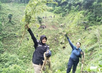 Mabes Polri Musnahkan 7 Hektar Ladang Ganja di Madina