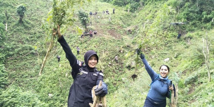 Mabes Polri Musnahkan 7 Hektar Ladang Ganja di Madina