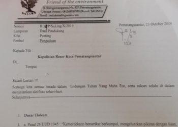 SaLing Laporkan Pemko Siantar Terkait Pembiaran Ternak Babi di Silomangi