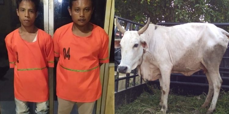 Kerap Resahkan Warga, Dua Maling Lembu Diringkus Polsek Perdagangan Kerap Resahkan Warga, Dua Maling Lembu Diringkus Polsek Perdagangan