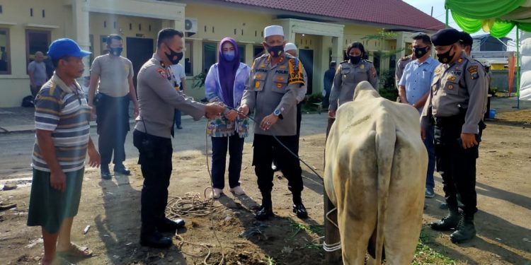 Hari Raya Idul Adha 1441 H, Polres Pelabuhan Belawan Kurban 5 Sapi