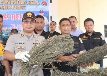 Dua Hektar Ladang Ganja kembali Ditemukan di Madina