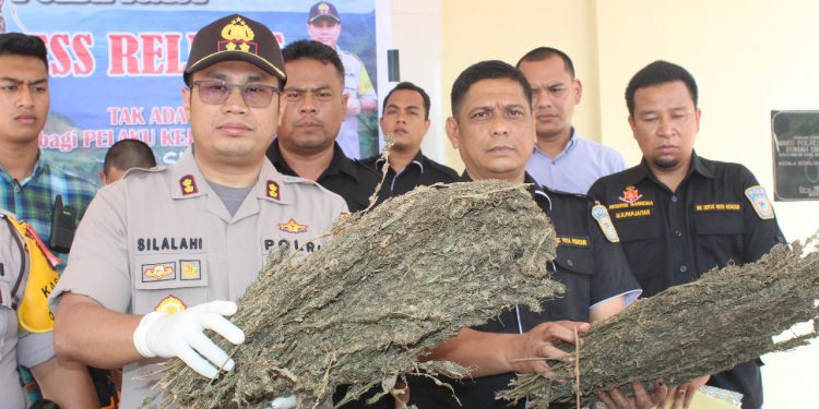Dua Hektar Ladang Ganja kembali Ditemukan di Madina