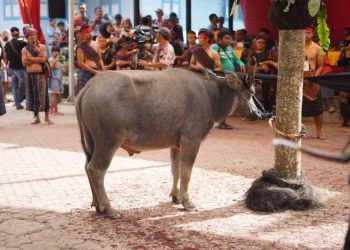"Mangalahat Horbo" jadi Puncak Acara "Horja Bius" di Samosir