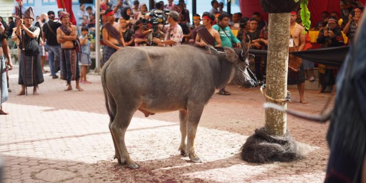 "Mangalahat Horbo" jadi Puncak Acara "Horja Bius" di Samosir