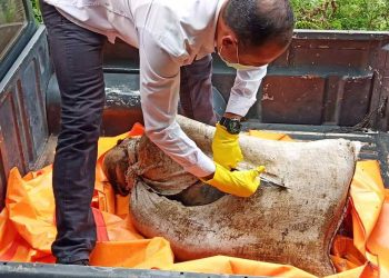 Nick Wilson, Siswa SMP Negeri 2 Galang Ditemukan Tewas Dibungkus Karung