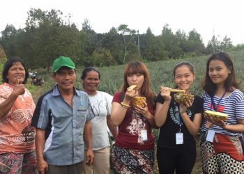 Wilayah Bagian Selatan Danau Toba Ternyata Punya Tambang Emas Hijau