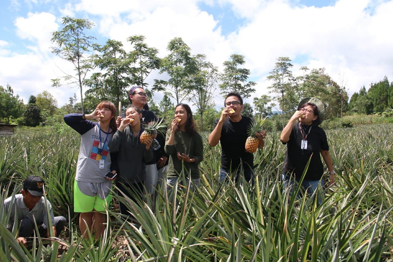 Wilayah Bagian Selatan Danau Toba Ternyata Punya Tambang Emas Hijau