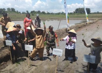 Tingkatkan Produksi, Kota Siantar Canangkan Tanam Padi Serempak